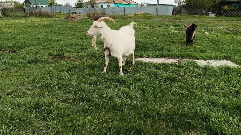 Продам дойную козу