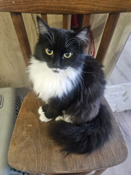 Пристраиваетя молодая,кошечка.