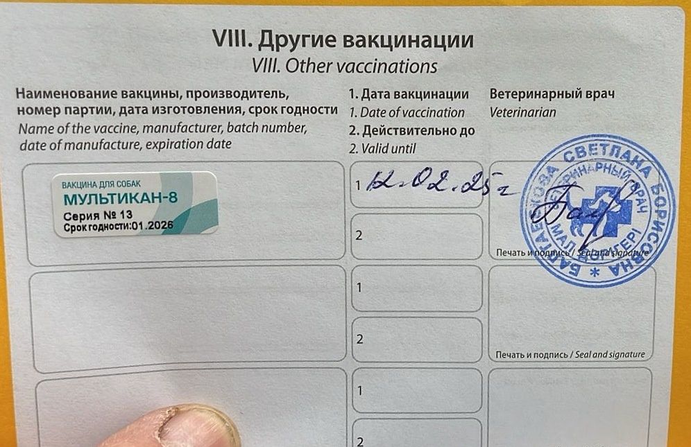 Лисёнок позолоченый в добрые руки