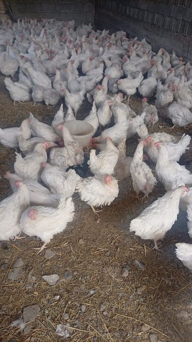 Срочно продам курей, несутся
