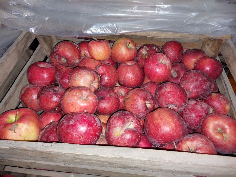 Продам яблоки город Талгар