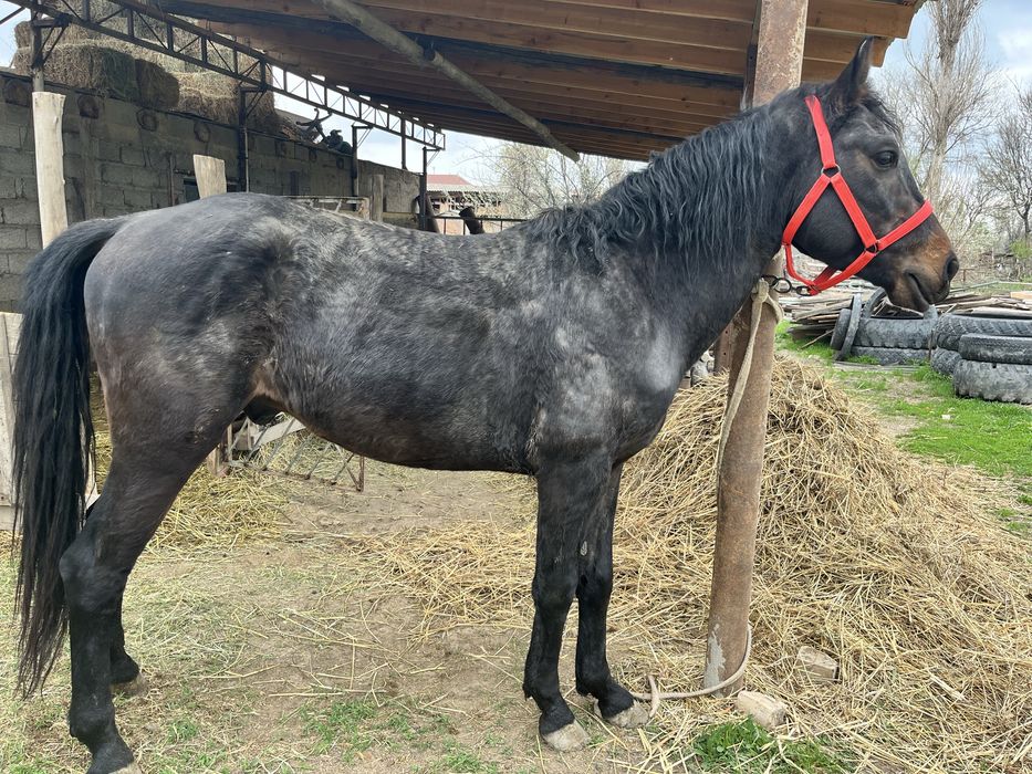 Құнан сатылады..