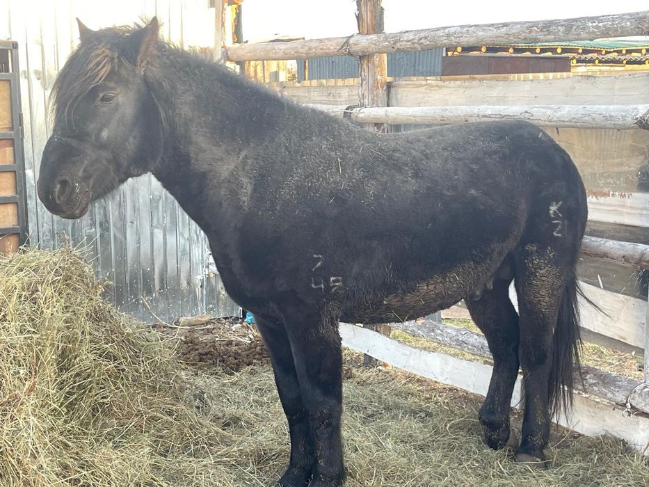 Продам жеребец мугалжар