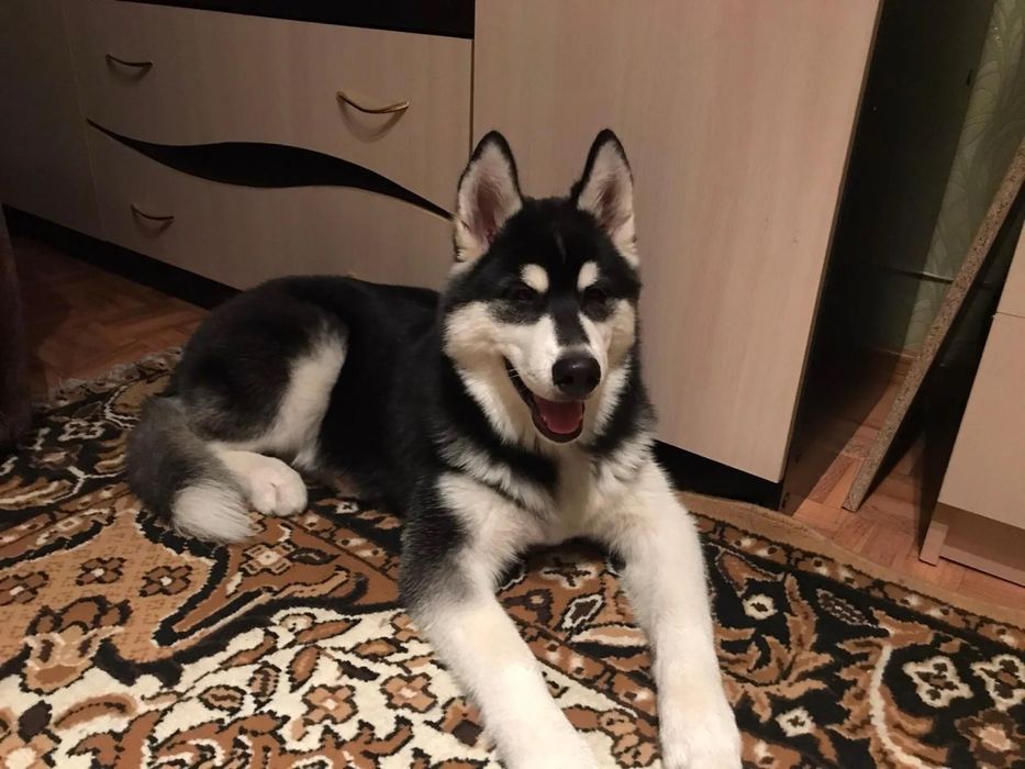 Отдам в хорошие руки Хаски