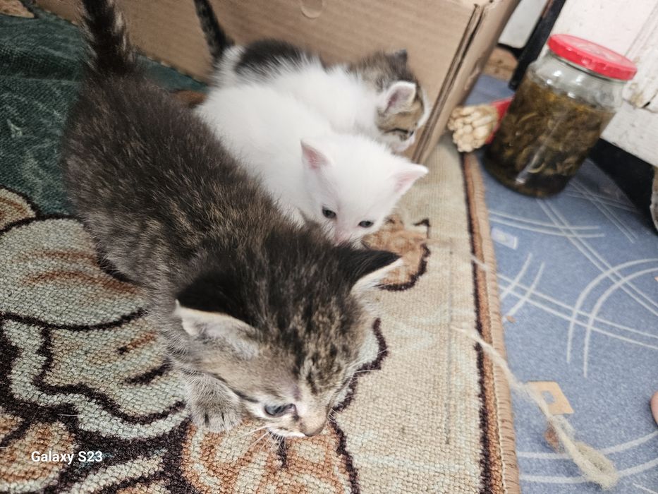 Маленьки котёнок