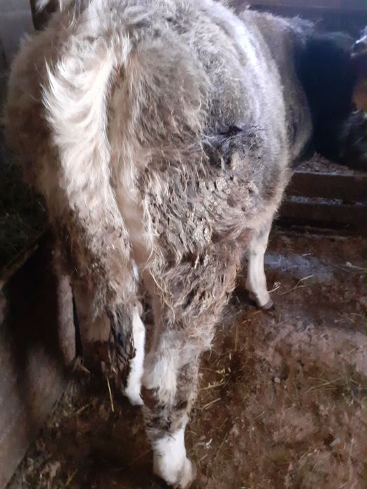 Vand tauras si vitea