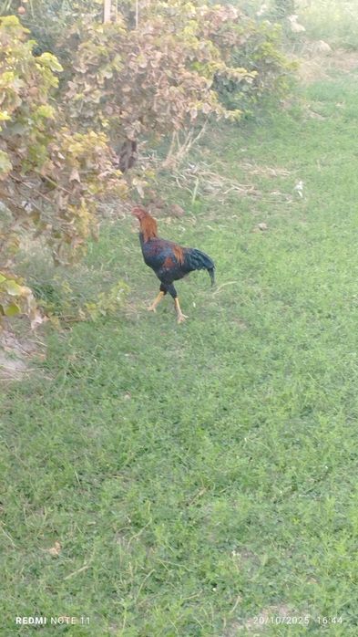 Kulangi xoʻrozlar sotiladi 6-7 oylik