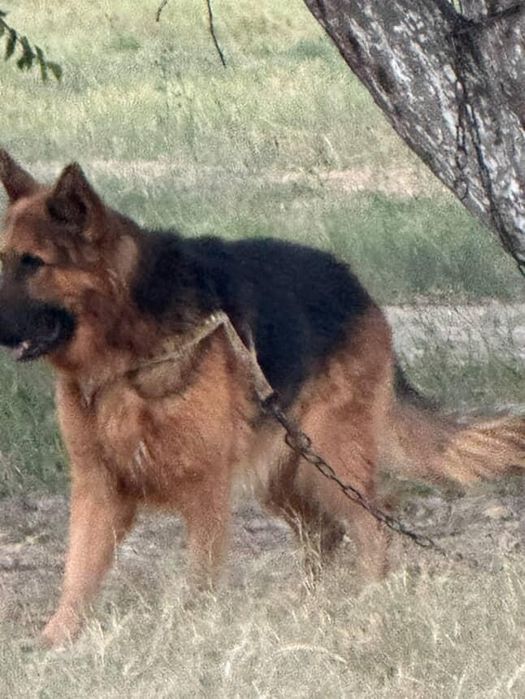 Немецкая афчарка Topganga suyunchi bor