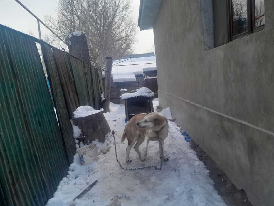 Продам сучку алабая