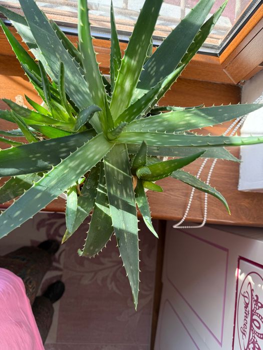 Продаю Алоэ вера