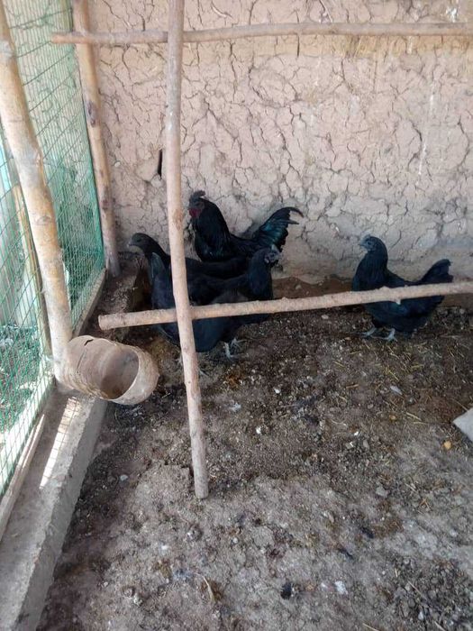 Uxayl tovuq tuxumlariga zakaz olamiz