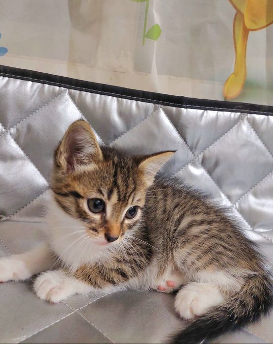 Прекрасные котята мальчики бесплатно!