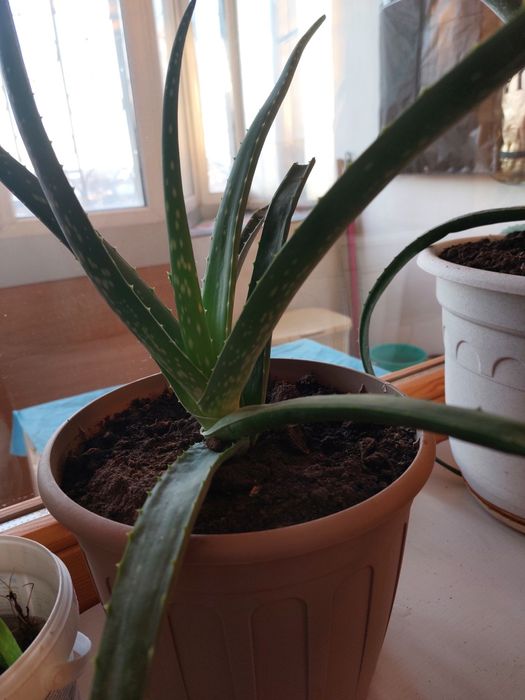 Комнатные цветы, алоэ