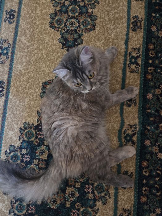 Котенок, митис сибирской, 8 мес