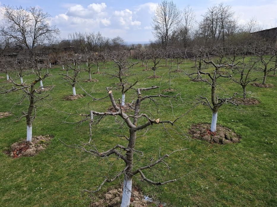 Teren Intravilan 2000 mp - Livadă de meri, Răucești