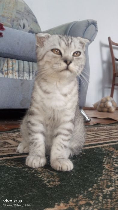 Котёнок шатланский