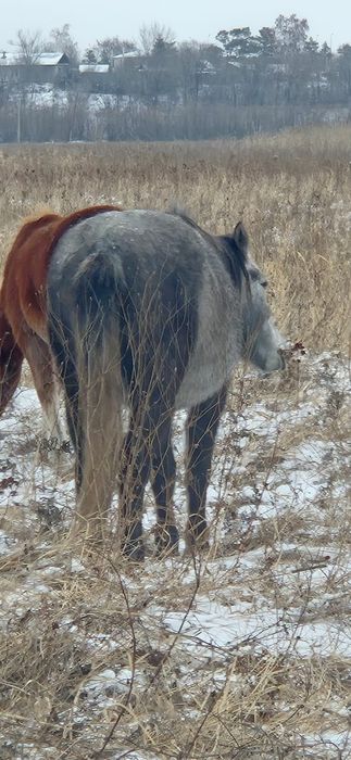 Лошадь Байтал 3лет