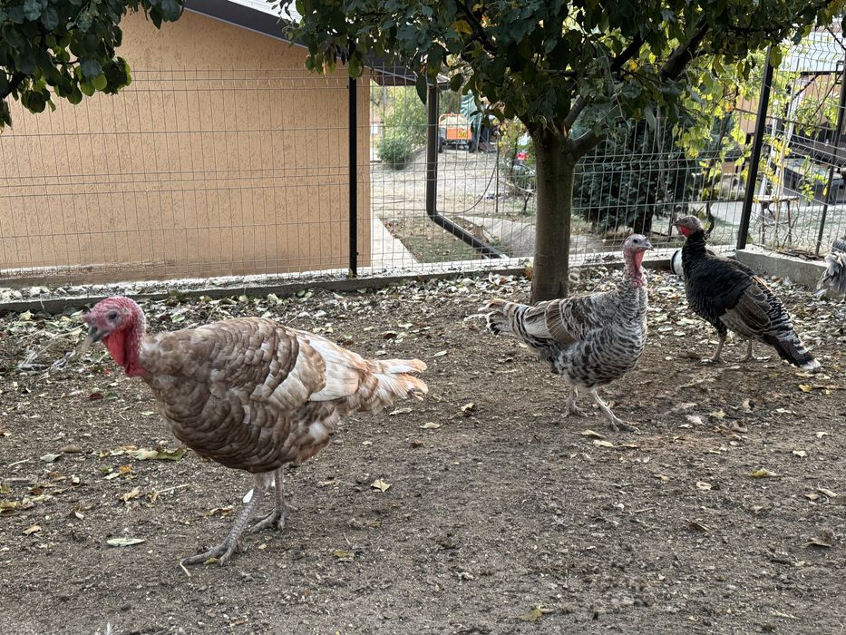 Vând familie de curci