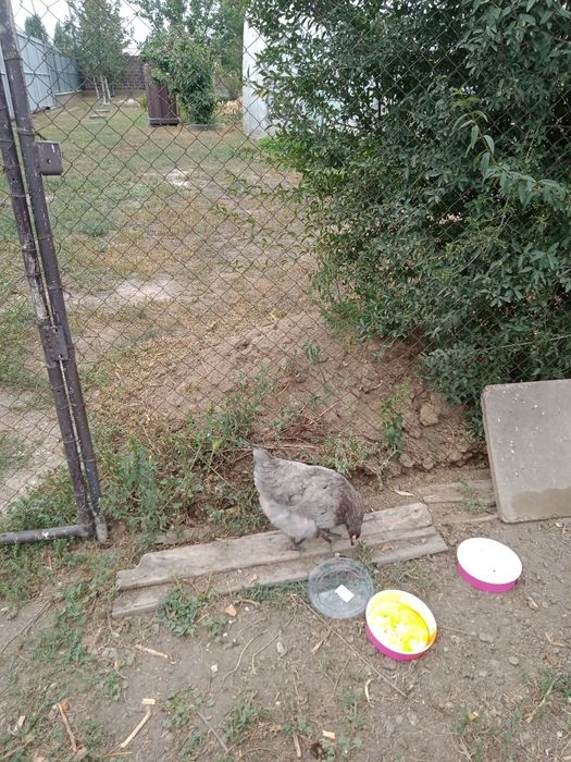 Продам курицу наседка