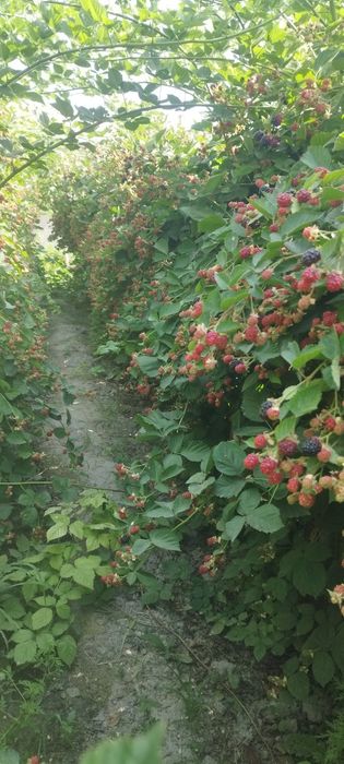 Ежевика кучатлари