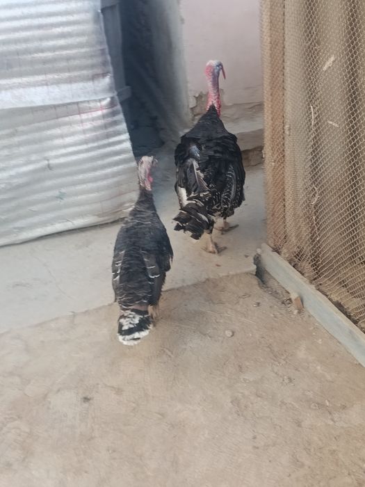 Induklar sotiladi Er va Hotin Narhi kelishiladi