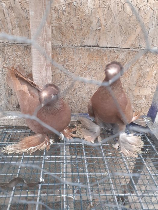 Jucatori de botosani