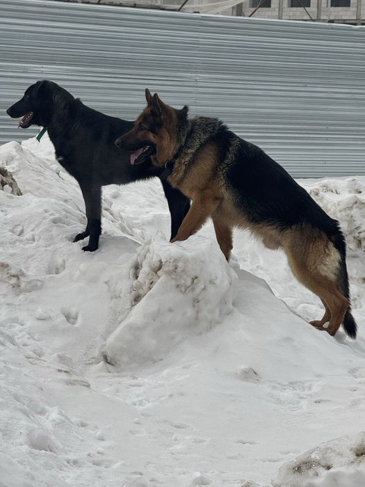В самые добрые руки Актос и Бэлла!