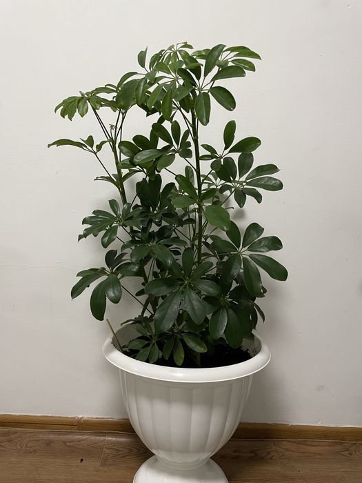 Комнатые растения