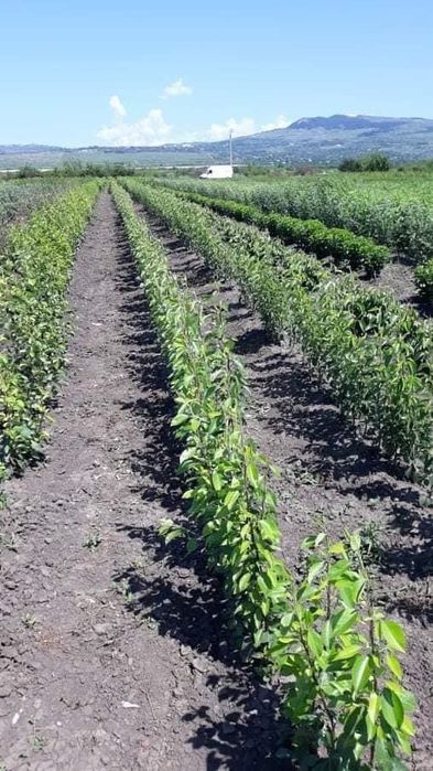 Pomi fructiferi si butasi vita de vie certificati