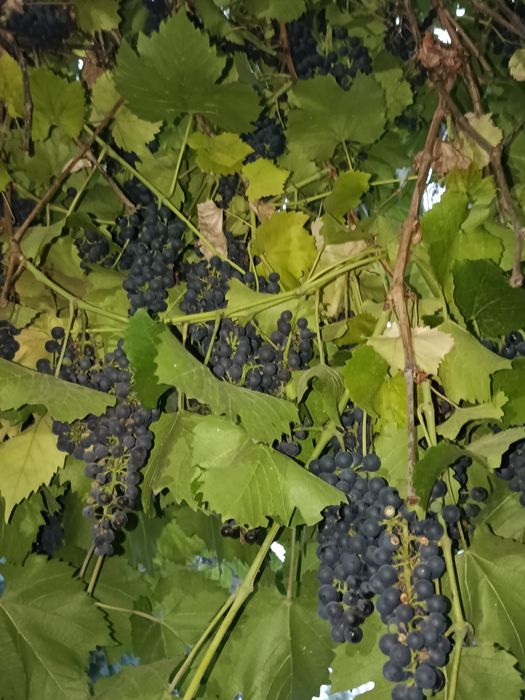 Продам виноград винный