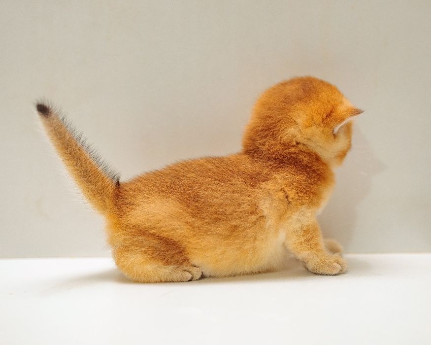 Золотые котята . Золотые Шиншиллы