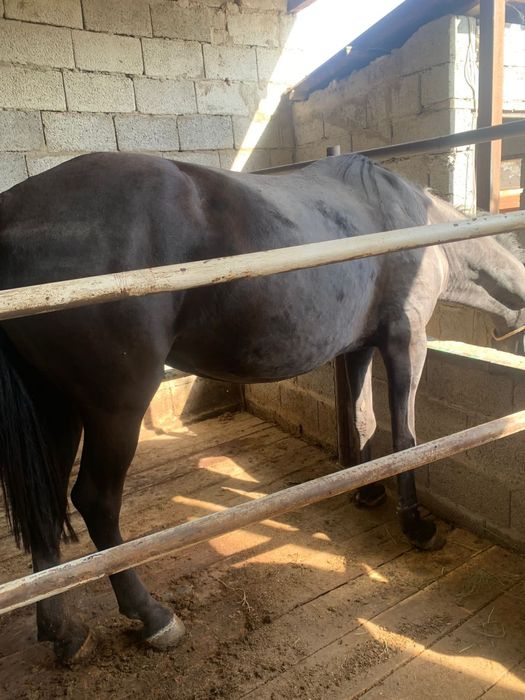 Бие сатылады семиз