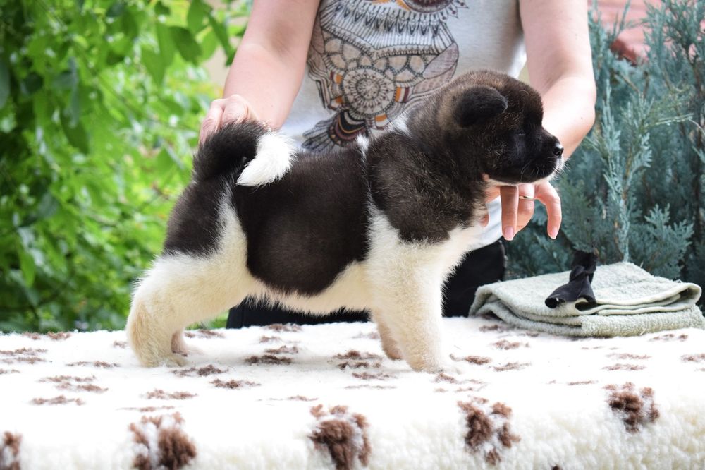 Akita American  cu Pedigree