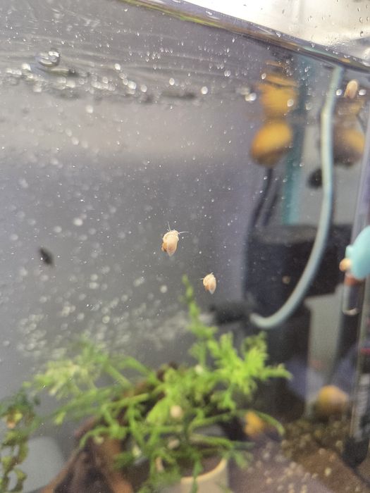 Продам улиток аквариумных