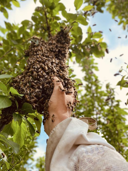 Miere poliflora en-gros