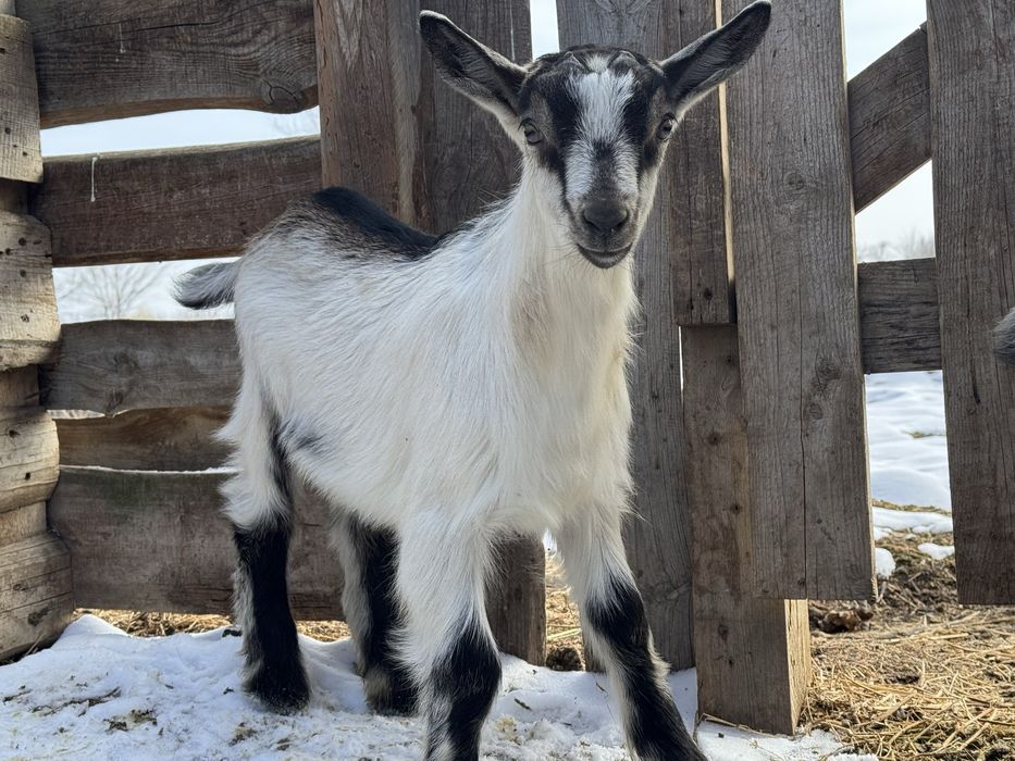 Альпийские чистопородные козлята