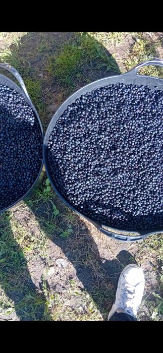 Vand afine de padure pret 25 kg