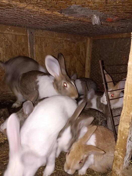 vand sau schimb iepuri hycole francez