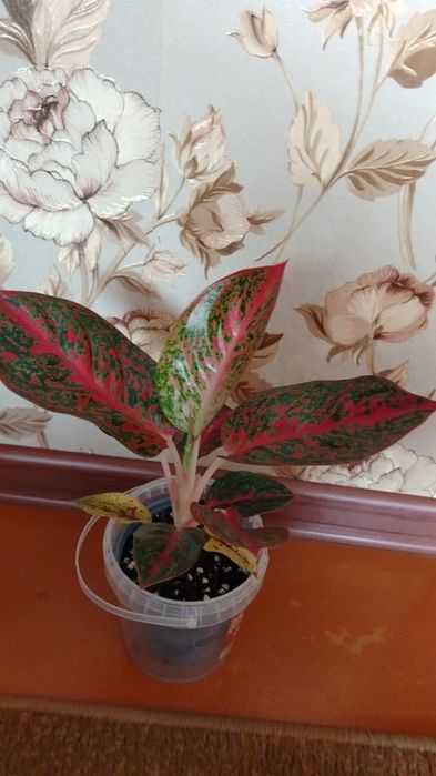Продам комнатный цветок