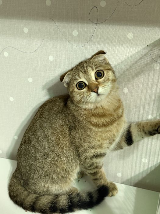 кошечка крошечка