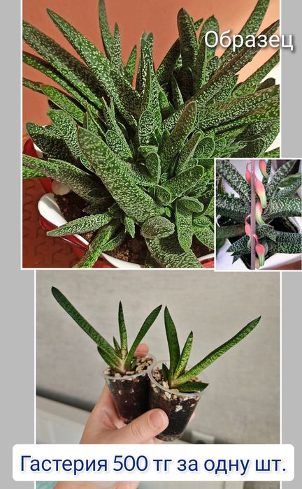 Эпипремнум церопегия комнатные цветы