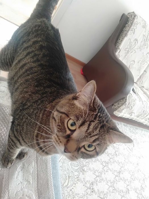 Кота в хорошие руки