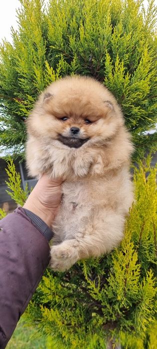 Померан померанче