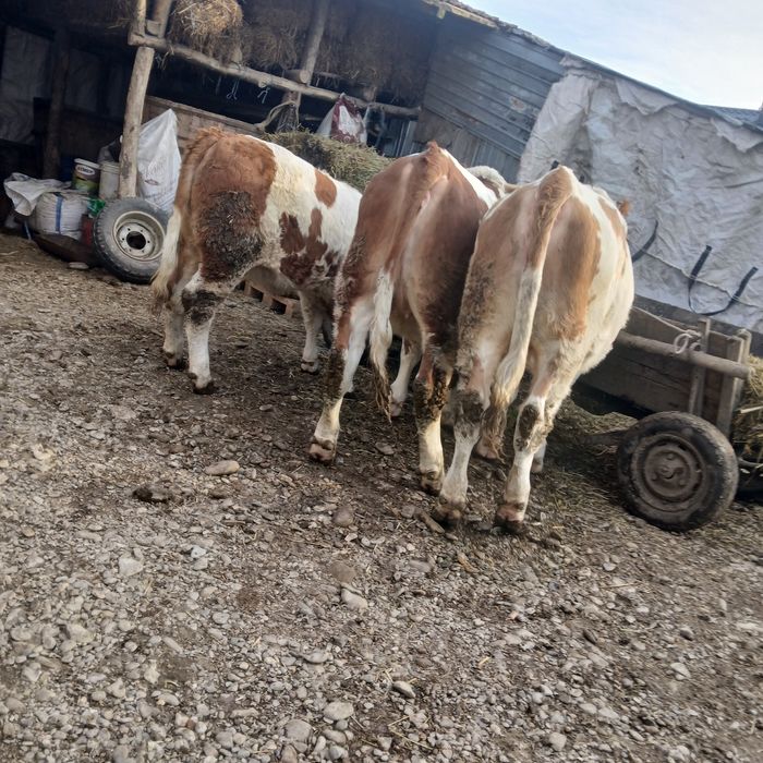 Vand 3 vitele  baltata romaneasca