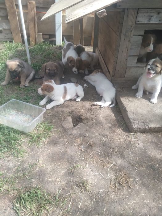 Donez pui de metis beagle.