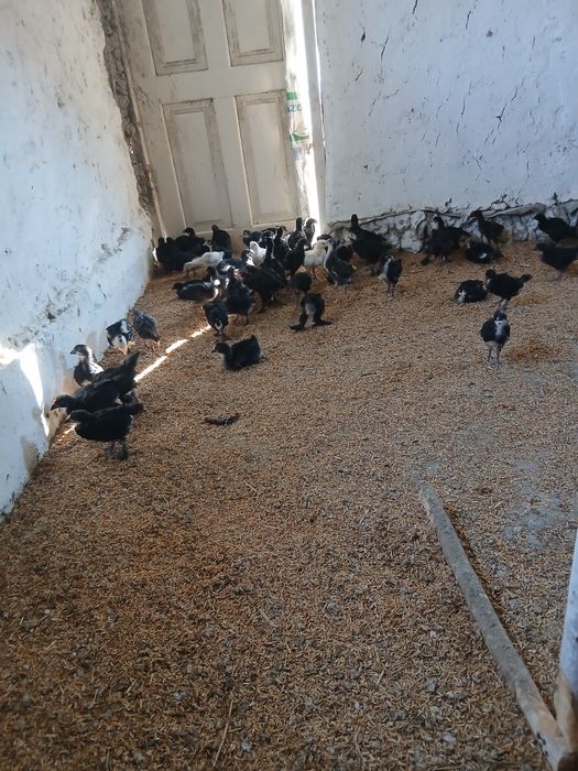 1 oylik Andijon qora tovuq jo‘jalari sotiladi soni  ta atrofida