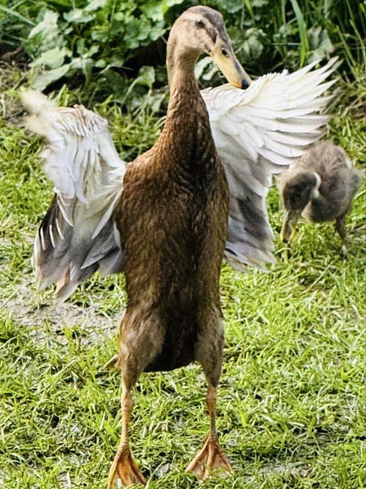 Vand  rate indiene alergatoare la reducere