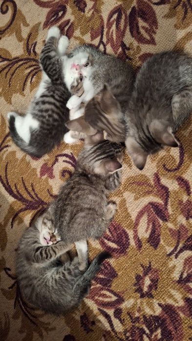 Отдадим котят в добрые руки!