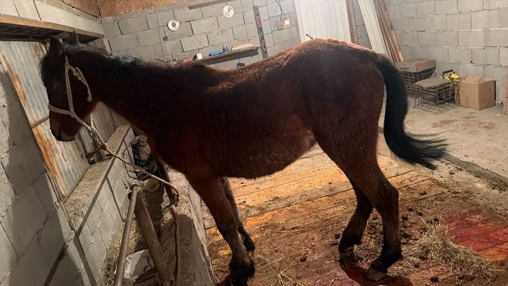 Лошат кабыла 1,3 месяца