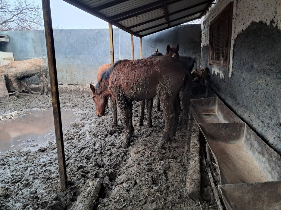 СельХоз животные